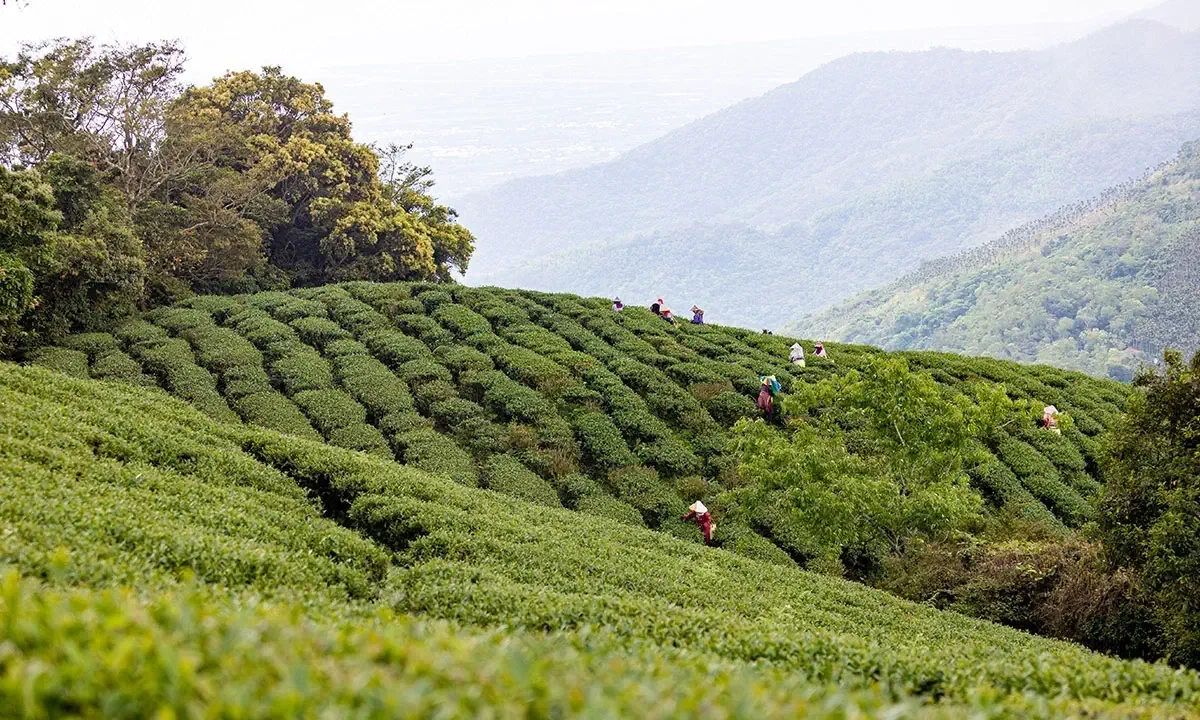 台東慢旅聯盟夥伴